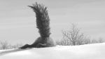 2019 ambiguous_gender balls butt canid canine feral fluffy fluffy_tail fox fur greyscale humor inktober ipoke mammal monochrome outside sky snow solo tree 