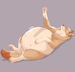  4_toes abdominal_bulge ambiguous_gender belly big_belly canid canine canis domestic_dog feral fur lying mammal nipples nordic_sled_dog on_back pawpads paws roobin solo spitz tan_body tan_fur toes vore 