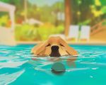  ambiguous_gender black_nose blurred_background canid canine canis domestic_dog mammal partially_submerged snatti89 solo swimming_pool water 