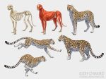  2019 ambiguous_gender black_spots bone cheetah chiakiro felid feline feral fur hi_res leopard mammal pantherine quadruped running skeleton spots spotted_body spotted_fur spotted_tail 