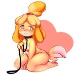  2019 animal_crossing anthro blush breasts canid canine canis collar digital_media_(artwork) domestic_dog female fur hair isabelle_(animal_crossing) leash mammal nintendo nipples nude shih_tzu simple_background solo toy_dog video_games white_background wolfsam yellow_body yellow_fur 