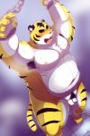  2013 anthro arufina_w balls belly blush bodily_fluids censored chained felid flaccid genitals humanoid_hands humanoid_penis kemono male mammal moobs navel nipples overweight overweight_male pantherine penis pubes solo sweat tiger 