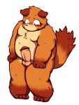  2014 anthro balls belly blush brown_body brown_fur canid canine erection fur genitals hi_res humanoid_penis kemono male mammal moobs nipples penis raccoon_dog simple_background slightly_chubby solo tanuki white_background yaoyasohachi 