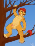  2020 anthro balls branch claws cub disney erection eye_scar felid fur genitals hi_res humanoid_penis iztli kion lion looking_aside male mammal navel nude on_branch outside pantherine paws penis scar smile solo standing tail_tuft the_lion_guard the_lion_king tree tuft yellow_body yellow_fur yellow_sclera young 