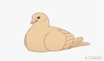 2018 ambiguous_gender animated avian beak bird chiakiro feathers feral tan_body tan_feathers 