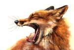  ambiguous_gender black_nose brown_body brown_fur canid canine cheek_tuft eyes_closed facial_tuft feral fox fur hi_res inner_ear_fluff kenket mammal open_mouth simple_background solo tongue tongue_out tuft whiskers white_background yawn 