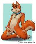  anthro balls black_nose blue_background blue_eyes blush bodily_fluids brown_hair canid canine chest_tuft claws collar erection fox fur genital_fluids genitals hair inner_ear_fluff looking_at_viewer male mammal masturbation mytigertail navel nipples nude orange_body orange_fur partially_retracted_foreskin patreon penis precum presenting presenting_penis sharp_claws short_hair simple_background smile solo tuft uncut 