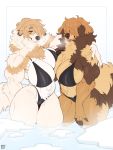  3:4 anthro bikini breast_squish breasts breasts_frottage canid canine canis chen_(cherrikissu) chest_tuft cleavage clothed clothing domestic_dog duo female hair hi_res mammal multicolored_hair muscular muscular_female nasusbot pubes squish swimwear tuft water 