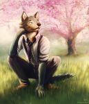  2020 amazing_background anthro beastars black_nose bottomwear canid canine canis cheek_tuft cherry_blossom clothed clothing crouching detailed detailed_background facial_tuft footwear fully_clothed fur grass grey_body grey_fur head_tuft hi_res kebi legoshi_(beastars) light lighting mammal neck_tuft outside pants plant shirt shoes solo text topwear tree tuft url whiskers wolf 