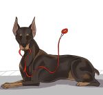 absurd_res ambiguous_gender canid canine canis claws collar dobermann domestic_dog feral happy_jolson hi_res leash leashed_collar mammal paws pinscher quadruped solo tail