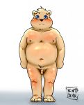  2018 anthro balls belly blue_eyes blush flaccid genitals hi_res kenobear male mammal moobs navel nipples overweight overweight_male penis simple_background solo ursid white_background young 