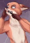  2020 anthro brown_body brown_fur canid canine cheek_tuft collar disney facial_tuft fangs fox fur green_eyes head_tuft hi_res mammal nick_wilde object_in_mouth piberius_w red_fox shock_collar solo teeth tuft zootopia 