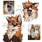 2026 ambiguous_gender atkaso black_body black_fur brown_eyes canid canine claws countershade_fur countershading digital_drawing_(artwork) digital_media_(artwork) fangs feral fluffy fox fur gaping_mouth head_tilt head_tuft hi_res mammal open_mouth orange_body orange_fur paw_pose paws pose quadruped question_mark red_fox reference_image sharp_teeth simple_background solo teeth tongue tongue_out true_fox tuft white_background white_body white_fur yellow_sclera