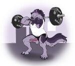 2025 animal_genitalia animal_penis anthro balls barbell barbell_piercing blush bodily_fluids bottomwear canid canine canine_genitalia canine_penis clothing crouching erection exercise fur genitals grey_body grey_fur hi_res knot knotted_penis labradorszn male male_anthro mammal musclegut muscular muscular_anthro muscular_male mythological_canine mythological_creature mythology nipple_barbell nipple_piercing nipples notched_ear penis piercing pink_penis purple_body purple_eyes purple_fur shirt shorts slightly_chubby slightly_chubby_anthro slightly_chubby_male solo sweat tail tank_top topwear vein veiny_penis wardrobe_malfunction weightlifting werecanid werecanine werecreature werewolf workout