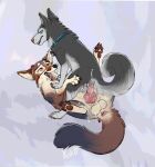 anal anal_penetration animal_genitalia animal_penis anus balls bodily_fluids canid canine canine_genitalia canine_penis canis collar cowgirl_position coyote cum cum_drip cum_in_ass cum_in_mouth cum_inside cum_on_face cum_on_feet delta_(delta_coyote) domestic_dog dripping duo feet feral feral_on_feral feral_penetrated feral_penetrating feral_penetrating_feral fluffy fluffy_tail from_front_position genital_fluids genitals hi_res hip_grab husky looking_at_another looking_pleasured luden male male/male male_on_bottom male_on_top male_penetrated male_penetrating male_penetrating_male mammal nordic_sled_dog on_bottom on_top open_mouth pawpads paws penetration penis queenkoko sex spitz tail