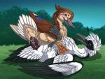 2026 anas anatid anseriform avian bird brown_body brown_feathers cloacal cloacal_penetration cloacal_penis dabbling_duck daxton_(plaguepilot) duck duo feathered_diva feathers female female_on_top female_penetrated feral feral_on_feral feral_penetrated feral_penetrating feral_penetrating_feral genitals hi_res male male/female male_penetrating male_penetrating_female mallard migration_(movie) on_top pam_mallard_(migration) penetration penis sea_duck sex smew spiral_penis white_body white_feathers