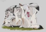 bodily_fluids canid canine canis cookie cum cumshot duo ejaculation female feral food genital_fluids genitals hi_res knot male male/female mammal penis sex solana_(valiberite) timbera valiberite vulva wolf