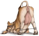  2020 anatomically_correct animal_genitalia animal_pussy anus ass_up bdsm blindfold bodily_fluids bondage bound bovid bovine bovine_pussy butt cattle clitoris clitoris_piercing cloven_hooves drooling ear_tag facial_piercing female feral gag gagged genital_piercing genitals harness_ring_gag hooves horn lizet mammal nose_piercing piercing presenting presenting_hindquarters pussy pussy_piercing raised_tail ring_gag saliva simple_background solo spread_legs spreader_bar spreading submissive submissive_female tail_bondage teats tongue tongue_out udders white_background 