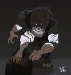  anthro big_muscles box breath canid canine canis clothed clothing feliscede glowing glowing_eyes hi_res looking_at_viewer male mammal muscular muscular_male solo torn_clothing were werecanid werecanine werewolf wolf 