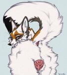  2025 a.o.kigahara_(artist) absurd_res anatomically_correct anatomically_correct_anus anatomically_correct_feral anatomically_correct_genitalia anatomically_correct_vulva animal_genitalia animal_vulva anus artist_collaboration artist_name black_body black_eyebrows black_fur black_nose black_tail_tip bodily_fluids brown_body brown_ear_tips brown_ears brown_face brown_fur brown_head brown_snout brown_tail butt butt_shot canid canine canine_genitalia canine_vulva canis dark_spots detailed digital_drawing_(artwork) digital_media_(artwork) dipstick_ears dipstick_tail ear_markings eyebrows eyelashes facial_markings female feral fox fur genital_fluids genital_markings genitals head_markings hi_res hybrid inner_ear_fluff iris looking_at_viewer looking_away mammal markings multicolored_body multicolored_ears multicolored_face multicolored_fur multicolored_head multicolored_neck multicolored_snout multicolored_tail orange_body orange_face orange_fur orange_head orange_neck orange_snout orange_tail perineum pink_anus pink_vulva pointy_ears presenting presenting_anus presenting_hindquarters presenting_vulva prick_ears pupils raised_tail rear_view shaded signature simple_background snout snout_markings solo spots spotted_body spotted_genitalia spotted_skin spotted_vulva tail tail_anus tail_aside tail_markings taka_(artist) text tuft vaginal_fluid_string vaginal_fluids vaginal_fluids_on_leg vaginal_fluids_on_vulva vulva vulva_markings whiskers white_background white_body white_butt white_ears white_face white_fur white_head white_inner_ear white_inner_ear_fluff white_legs white_neck white_perineum white_snout white_tail wolf yellow_eyes 