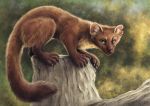 2020 ambiguous_gender detailed feral fluffy fluffy_tail inner_ear_fluff kebi looking_at_viewer mammal marten mustelid musteline notched_ear pine_marten smile tuft whiskers 