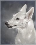  2020 ambiguous_gender black_lips blue_eyes canid canine canis detailed detailed_fur digital_media_(artwork) domestic_dog english_text fangs feral fur grey_background hi_res himeragoldtail lips mammal particles realistic simple_background solo teeth text whiskers white_body white_fur 