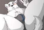  2020 anthro belly blush bulge butt canid canine canis clothing domestic_dog fur hagom hi_res humanoid_hands male mammal navel slightly_chubby solo underwear white_body white_fur 