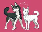  2020 4:3 a-chan ayaka canid canine canis domestic_dog feral husky kishū_inu mammal mashiro monochrome nordic_sled_dog shiba_inu spitz 