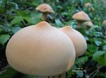  inanimate mushroom tagme 
