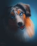  2019 artist_name australian_shepherd black_nose blue_eyes canid canine canis domestic_dog fur herding_dog hi_res looking_at_viewer mammal multicolored_body multicolored_fur open_mouth orange_body orange_fur pastoral_dog sheepdog solo teeth tongue vhitany white_body white_fur 