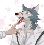  &lt;3 5_fingers absurd_res anthro band-aid bandage beastars bodily_fluids canid canine canis clothing eyebrows fingers fur grey_body grey_fur hi_res human legoshi_(beastars) male mammal pink_background sharp_teeth simple_background sweat teeth tongue tongue_out unseen_character wolf zzhenliu 