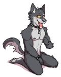  4:5 5_fingers 5_toes absurd_res anthro arm_tuft athletic biceps blush canid canine canis collar covering covering_crotch elbow_tufts fangs fingers flunky flunky_(character) fur grey_body grey_fur grey_tail hi_res inner_ear_fluff kneeling looking_at_viewer male mammal multicolored_body multicolored_fur navel nipple_fetish nipple_pinch nipple_play nipples pecs pinch simple_background solo toes tongue tongue_out tuft two_tone_body two_tone_fur wolf 