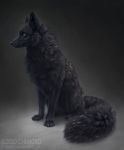  2020 ambiguous_gender black_body black_ears black_fur black_nose black_tail canid canine chiakiro claws feral full-length_portrait fur mammal portrait solo text url 