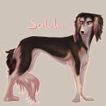  1:1 2019 ambiguous_gender black_nose canid canine canis domestic_dog feral full-length_portrait fur hi_res hunting_dog looking_at_viewer mammal multicolored_body multicolored_fur multicolored_tail portrait quadruped saluki sighthound simple_background solo species_name vhitany 
