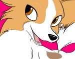  2019 ambiguous_gender black_nose black_pupils canid canine canis dirtywater domestic_dog female_(lore) feral flossie_(dirtywater) fur fur_tuft mammal multicolored_body multicolored_fur open_mouth papillon pink_background simple_background solo teeth tongue toy_dog tuft white_body white_fur white_tail 