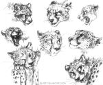  black_nose cheetah felid feline kenket mammal monochrome open_mouth paws teeth tongue traditional_media_(artwork) 