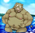  2013 anthro bathing belly brown_body brown_fur bulge clothing condom condom_in_mouth fur hi_res humanoid_hands kemono male mammal moobs navel nipples outside overweight overweight_male pubes sexual_barrier_device solo suid suina suishou0602 sus_(pig) swimwear water wild_boar 