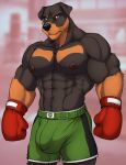  2020 abs anthro black_nose blacksad bobby_yale bottomwear boxing_gloves brown_eyes bulge canid canine canis clothing domestic_dog dream_and_nightmare handwear hi_res male mammal mastiff molosser muscular nipples rottweiler shorts solo 