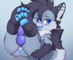  4_toes anus balls_outline black_body black_ears black_fur blue_anus blue_blush blue_eyes blue_pawpads blue_tongue blush bulge butt claws clothing dragon ear_piercing fluffy fur fur_tuft furred_dragon genital_outline hi_res jockstrap looking_at_viewer lumikin male pawpads piercing pururing solo teeth toe_claws toes tongue tuft underwear young 