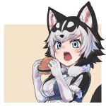  1girl animal_ears black_gloves black_hair black_jacket blue_eyes blush character_request commentary_request dog_ears dog_girl dog_tail eating elbow_gloves eyebrows_visible_through_hair fangs food fur_collar fur_trim gloves hamburger harness jacket kemono_friends multicolored multicolored_clothes multicolored_gloves multicolored_hair multicolored_jacket nyifu open_mouth original short_hair short_sleeves solo tail two-tone_gloves two-tone_hair two-tone_jacket upper_body white_gloves white_hair white_jacket 