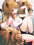  1girl absurdres animal animal_ears arknights bare_arms bare_shoulders black_footwear boots breasts brown_eyes brown_hair candy chain-link_fence cleavage fence food fur_trim highres holding knee_up large_breasts lion lion_ears lion_girl lion_tail lollipop long_hair looking_at_viewer munseonghwa off_shoulder ponytail red_shorts shirt short_shorts shorts siege_(arknights) sleeveless sleeveless_shirt solo tail thighs white_shirt 