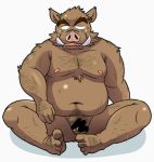  2015 anthro balls belly blush bodily_fluids brown_body brown_fur censored fur genitals humanoid_hands kemono male mammal moobs navel nipples oogamikennta overweight overweight_male penis simple_background sitting solo suid suina sus_(pig) sweat white_background wild_boar 
