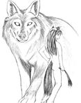  animal animal_ears bad_anatomy greyscale holo long_hair monochrome nude spice_and_wolf tail wolf wolf_ears 