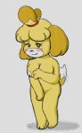  2018 3_toes animal_crossing anthro blush blush_stickers breasts canid canine canis covering covering_breasts covering_crotch covering_self dipstick_tail domestic_dog embarrassed eyebrows female fur i_am_clover isabelle_(animal_crossing) looking_at_viewer mammal multicolored_tail nervous_smile nintendo nipples nude pink_nipples shih_tzu signature simple_background smile solo tailwag toes toy_dog video_games white_background yellow_body yellow_fur 