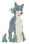  anthro beastars blush canid canine canis fur grey_body grey_fur hi_res hybrid legoshi_(beastars) looking_at_viewer male mammal miidew multicolored_body nude scar simple_background solo two_tone_body white_background wolf 