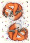  anthro canid canine colored_pencil_(artwork) couple_(disambiguation) curled female flower fox hi_res male mammal multicolored_body nude plant simple_background sleeping syntech traditional_media_(artwork) white_background 