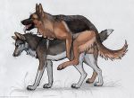  2020 all_fours balls canid canine canis digitigrade doggystyle domestic_dog duo fangs female female_penetrated feral feral_on_feral feral_penetrated feral_penetrating feral_penetrating_feral from_behind_position genitals german_shepherd heatherwolf herding_dog knotting male male/female male_penetrating male_penetrating_female mammal pastoral_dog pawpads penetration quadruped sex teeth tongue tongue_out whiskers wolf 
