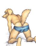  all_fours anthro anus beastars bird_dog blue_clothing blue_underwear bulge butt canid canine canis clothed clothing domestic_dog fur hi_res hunting_dog jack_(beastars) labrador looking_back male mammal neverwolf presenting presenting_anus presenting_hindquarters rear_view retriever simple_background solo topless underwear underwear_only white_background yellow_body yellow_fur 