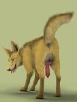  all_fours animal_genitalia animal_penis anus balls black_nose blue_eyes canid canine canine_penis canis erection fangs feral fur genitals golden_jackal jackal knot looking_at_viewer looking_back male mammal penis perineum raised_tail solo tongue tongue_out virtyalfobo yellow_body yellow_fur 