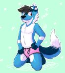 2017 absurd_res anthro biped black_hair black_seam_underwear blue_body blue_ears blue_fur blue_tail bulge canid canine clothed clothing colored_seam_underwear dipstick_ears dipstick_tail fur gaokun green_background hair hi_res kneeling looking_aside male mammal markings multi_tone_fur multicolored_ears pink_clothing pink_underwear red_eyes simple_background solo tail tail_markings two_tone_ears underwear underwear_only white_body white_ears white_fur white_tail